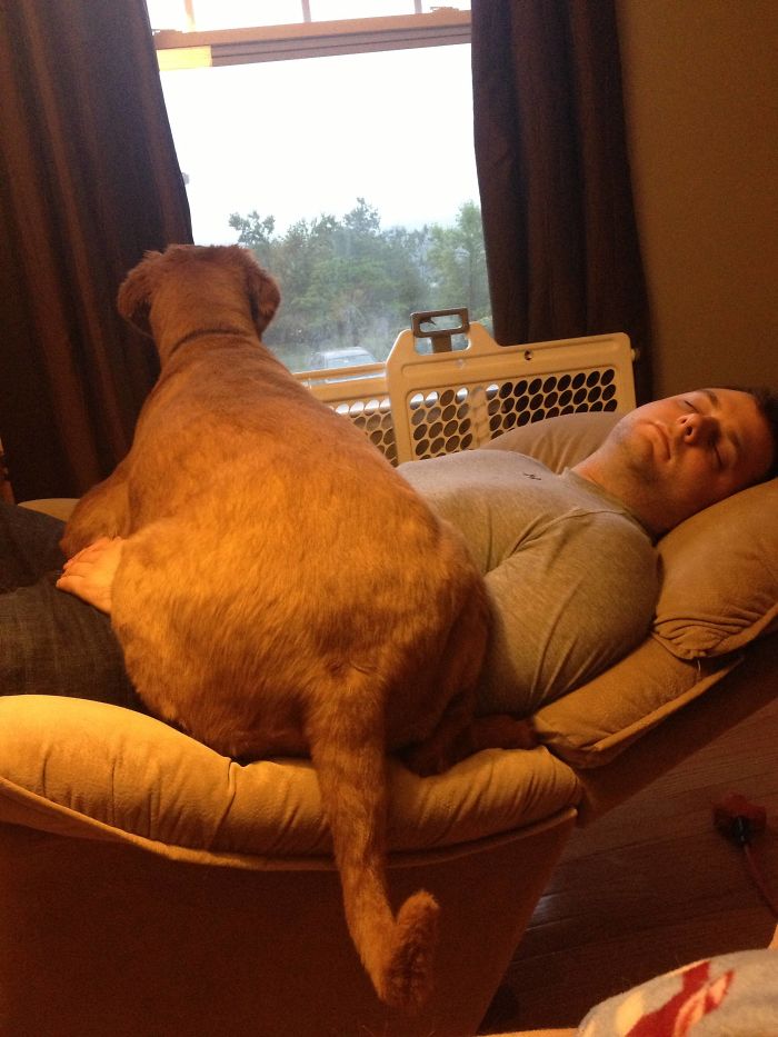 178 Dogs Who Don’t Understand How BIG They Are And Think They’re Lap Dogs (Add Yours) 178 Dogs Who Don’t Understand How BIG They Are And Think They’re Lap Dogs (Add Yours)