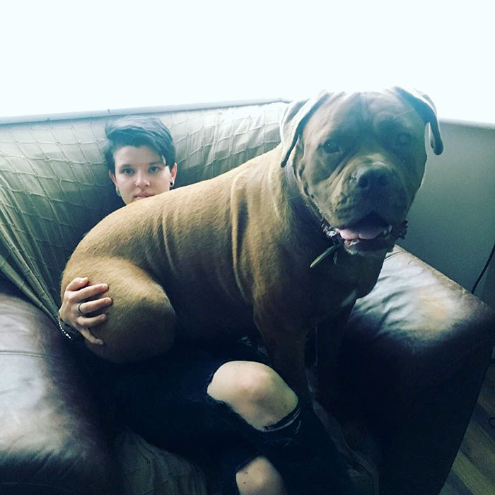 178 Dogs Who Don’t Understand How BIG They Are And Think They’re Lap Dogs (Add Yours) 178 Dogs Who Don’t Understand How BIG They Are And Think They’re Lap Dogs (Add Yours)