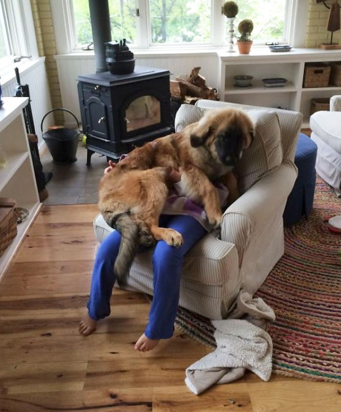 178 Dogs Who Don’t Understand How BIG They Are And Think They’re Lap Dogs (Add Yours) 178 Dogs Who Don’t Understand How BIG They Are And Think They’re Lap Dogs (Add Yours)