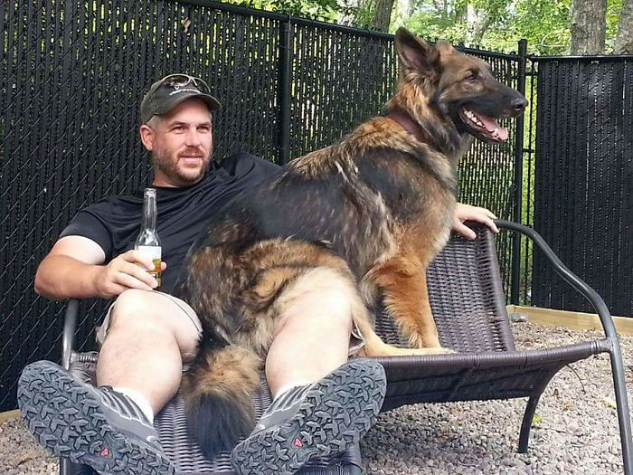 178 Dogs Who Don’t Understand How BIG They Are And Think They’re Lap Dogs (Add Yours) 178 Dogs Who Don’t Understand How BIG They Are And Think They’re Lap Dogs (Add Yours)