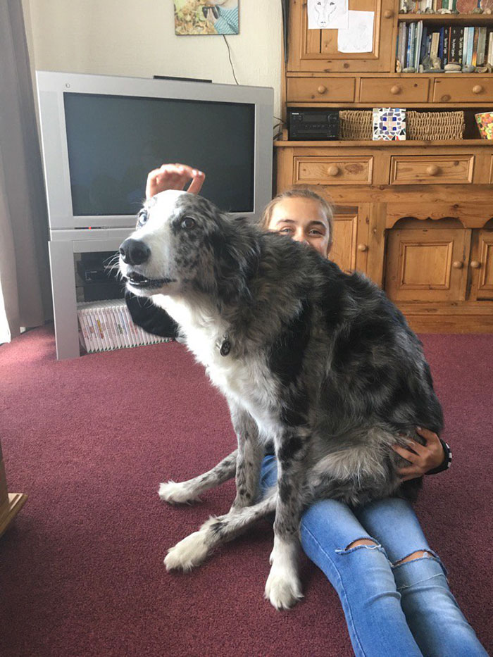 178 Dogs Who Don’t Understand How BIG They Are And Think They’re Lap Dogs (Add Yours) 178 Dogs Who Don’t Understand How BIG They Are And Think They’re Lap Dogs (Add Yours)