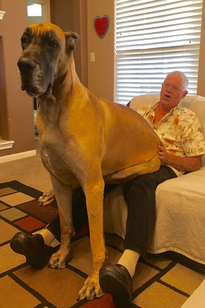 178 Dogs Who Don’t Understand How BIG They Are And Think They’re Lap Dogs (Add Yours) 178 Dogs Who Don’t Understand How BIG They Are And Think They’re Lap Dogs (Add Yours)