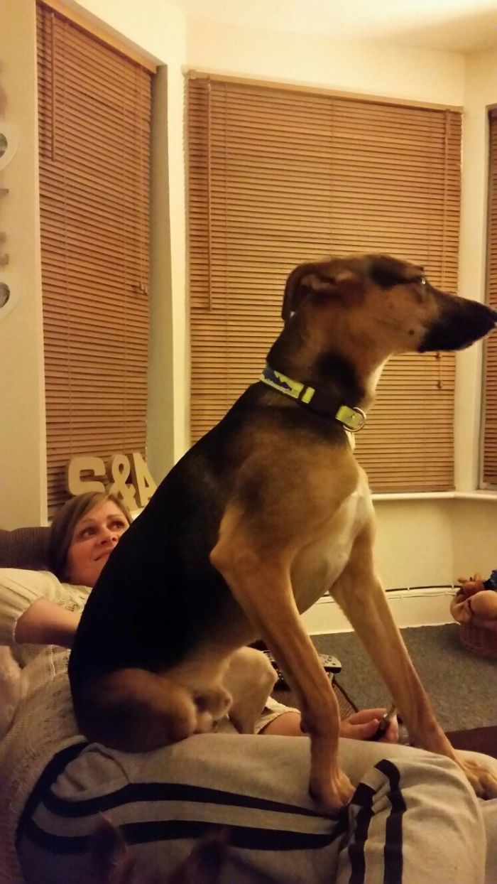 178 Dogs Who Don’t Understand How BIG They Are And Think They’re Lap Dogs (Add Yours) 178 Dogs Who Don’t Understand How BIG They Are And Think They’re Lap Dogs (Add Yours)