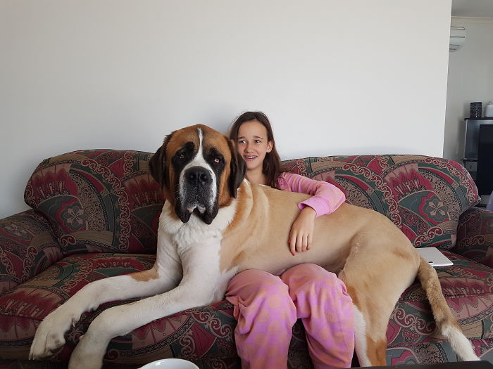 178 Dogs Who Don’t Understand How BIG They Are And Think They’re Lap Dogs (Add Yours) 178 Dogs Who Don’t Understand How BIG They Are And Think They’re Lap Dogs (Add Yours)