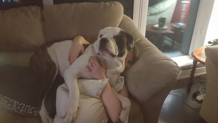 178 Dogs Who Don’t Understand How BIG They Are And Think They’re Lap Dogs (Add Yours) 178 Dogs Who Don’t Understand How BIG They Are And Think They’re Lap Dogs (Add Yours)