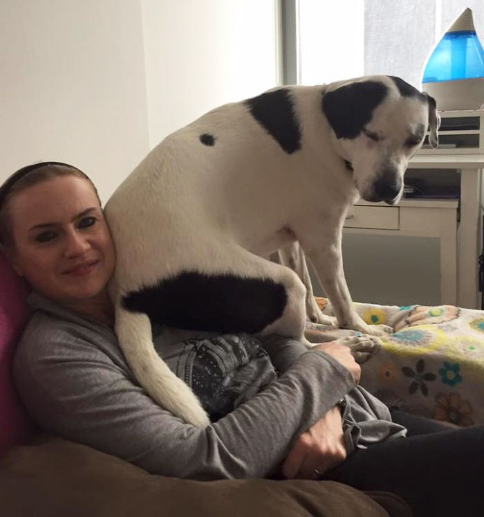 178 Dogs Who Don’t Understand How BIG They Are And Think They’re Lap Dogs (Add Yours) 178 Dogs Who Don’t Understand How BIG They Are And Think They’re Lap Dogs (Add Yours)