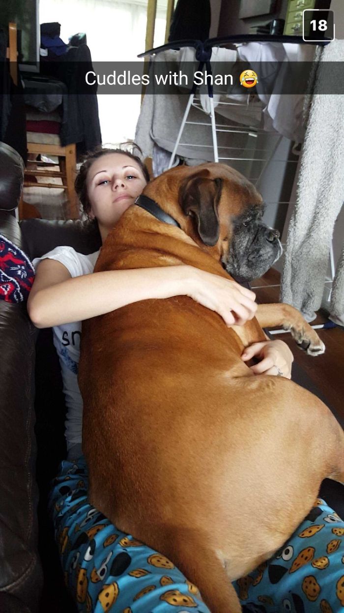 178 Dogs Who Don’t Understand How BIG They Are And Think They’re Lap Dogs (Add Yours) 178 Dogs Who Don’t Understand How BIG They Are And Think They’re Lap Dogs (Add Yours)