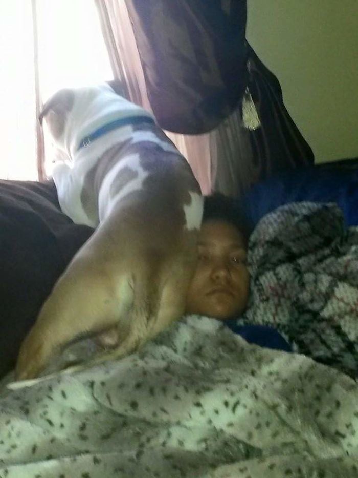 178 Dogs Who Don’t Understand How BIG They Are And Think They’re Lap Dogs (Add Yours) 178 Dogs Who Don’t Understand How BIG They Are And Think They’re Lap Dogs (Add Yours)