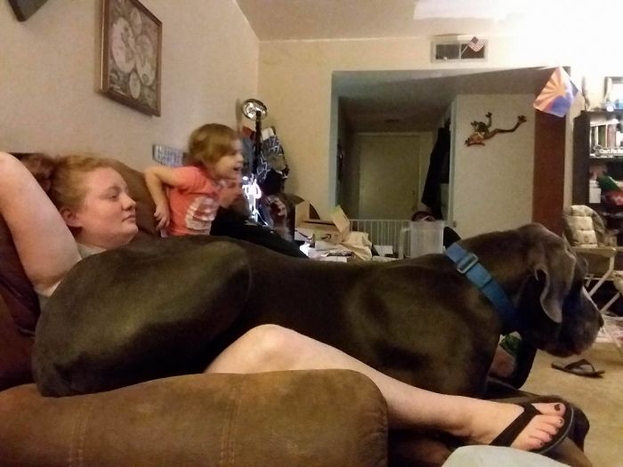 178 Dogs Who Don’t Understand How BIG They Are And Think They’re Lap Dogs (Add Yours) 178 Dogs Who Don’t Understand How BIG They Are And Think They’re Lap Dogs (Add Yours)
