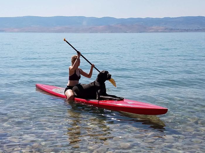 178 Dogs Who Don’t Understand How BIG They Are And Think They’re Lap Dogs (Add Yours) 178 Dogs Who Don’t Understand How BIG They Are And Think They’re Lap Dogs (Add Yours)