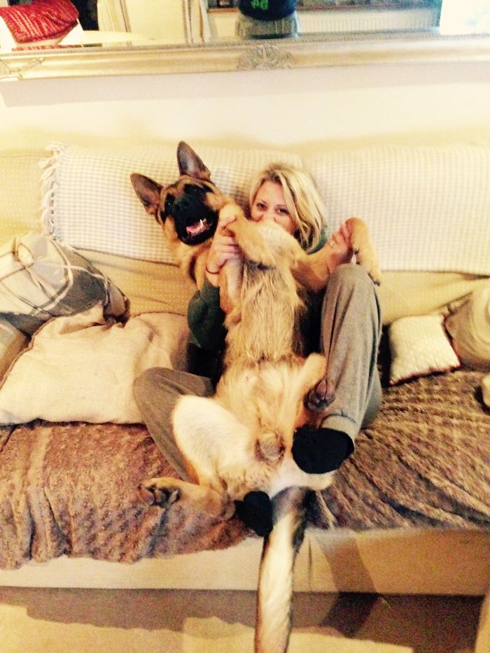 178 Dogs Who Don’t Understand How BIG They Are And Think They’re Lap Dogs (Add Yours) 178 Dogs Who Don’t Understand How BIG They Are And Think They’re Lap Dogs (Add Yours)