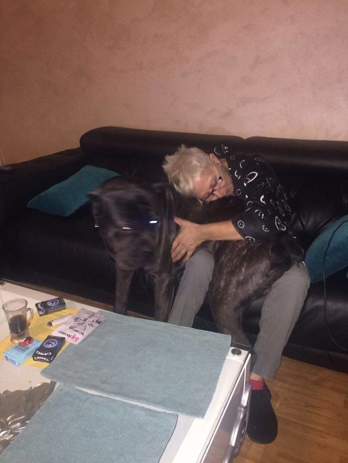 178 Dogs Who Don’t Understand How BIG They Are And Think They’re Lap Dogs (Add Yours) 178 Dogs Who Don’t Understand How BIG They Are And Think They’re Lap Dogs (Add Yours)