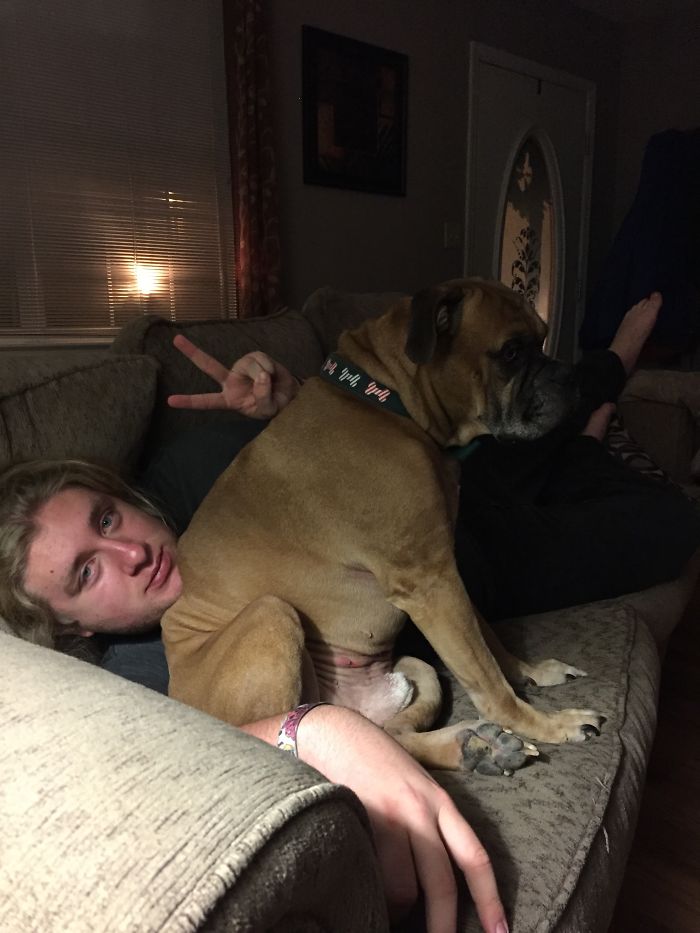 178 Dogs Who Don’t Understand How BIG They Are And Think They’re Lap Dogs (Add Yours) 178 Dogs Who Don’t Understand How BIG They Are And Think They’re Lap Dogs (Add Yours)