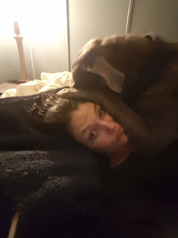 178 Dogs Who Don’t Understand How BIG They Are And Think They’re Lap Dogs (Add Yours) 178 Dogs Who Don’t Understand How BIG They Are And Think They’re Lap Dogs (Add Yours)