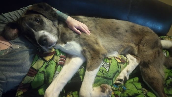 178 Dogs Who Don’t Understand How BIG They Are And Think They’re Lap Dogs (Add Yours) 178 Dogs Who Don’t Understand How BIG They Are And Think They’re Lap Dogs (Add Yours)