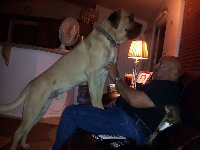 178 Dogs Who Don’t Understand How BIG They Are And Think They’re Lap Dogs (Add Yours) 178 Dogs Who Don’t Understand How BIG They Are And Think They’re Lap Dogs (Add Yours)