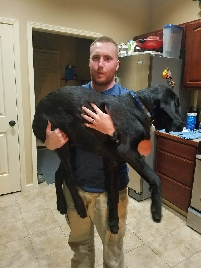 178 Dogs Who Don’t Understand How BIG They Are And Think They’re Lap Dogs (Add Yours) 178 Dogs Who Don’t Understand How BIG They Are And Think They’re Lap Dogs (Add Yours)