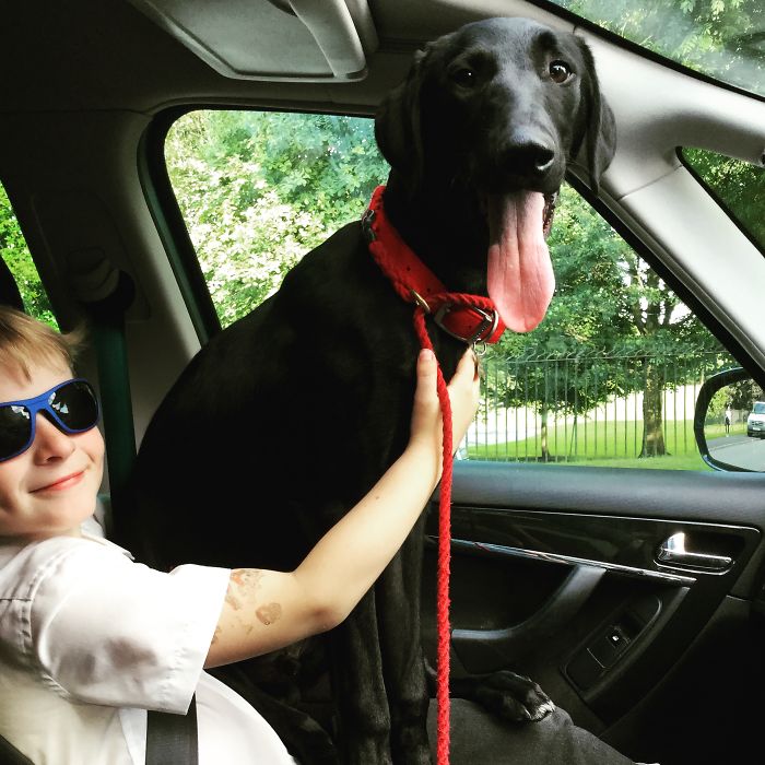 178 Dogs Who Don’t Understand How BIG They Are And Think They’re Lap Dogs (Add Yours) 178 Dogs Who Don’t Understand How BIG They Are And Think They’re Lap Dogs (Add Yours)