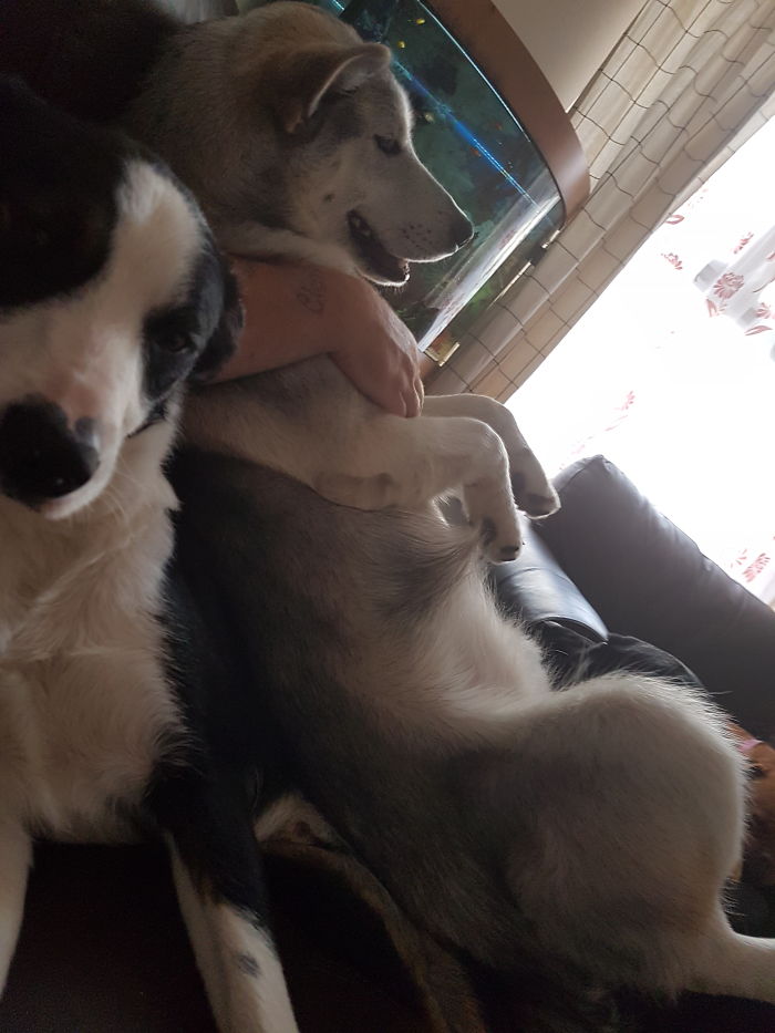 178 Dogs Who Don’t Understand How BIG They Are And Think They’re Lap Dogs (Add Yours) 178 Dogs Who Don’t Understand How BIG They Are And Think They’re Lap Dogs (Add Yours)