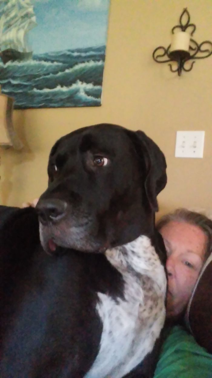 178 Dogs Who Don’t Understand How BIG They Are And Think They’re Lap Dogs (Add Yours) 178 Dogs Who Don’t Understand How BIG They Are And Think They’re Lap Dogs (Add Yours)