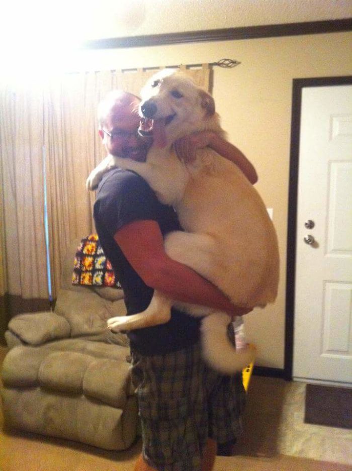 178 Dogs Who Don’t Understand How BIG They Are And Think They’re Lap Dogs (Add Yours) 178 Dogs Who Don’t Understand How BIG They Are And Think They’re Lap Dogs (Add Yours)