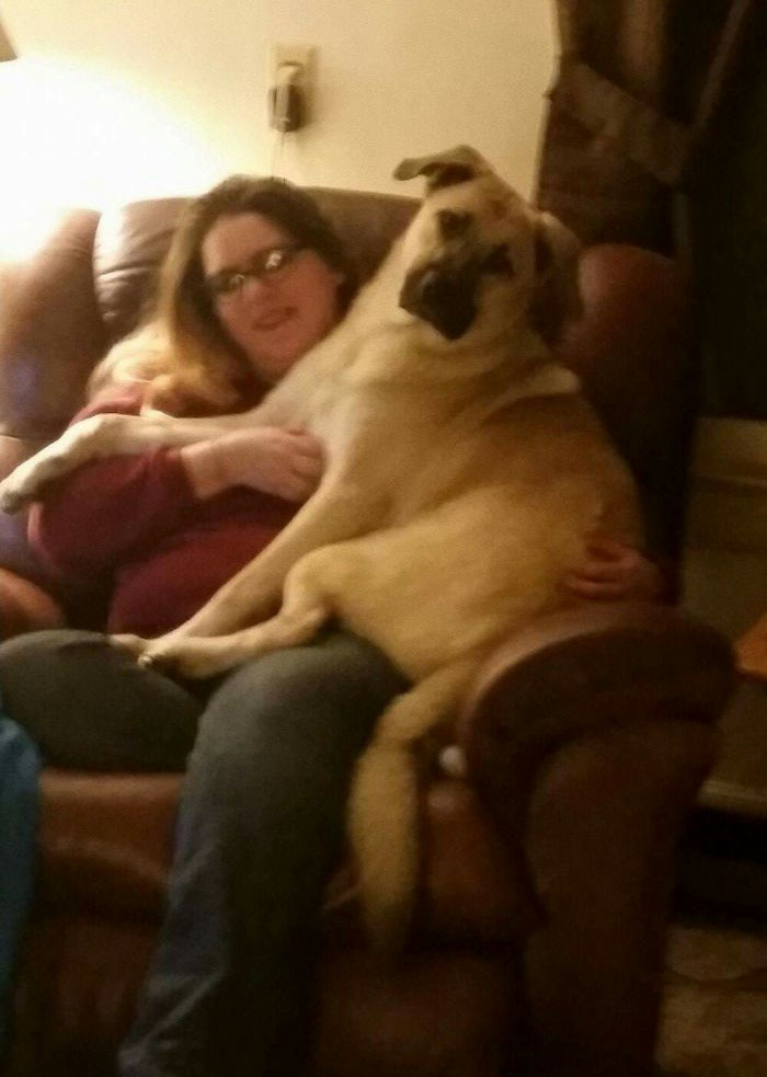 178 Dogs Who Don’t Understand How BIG They Are And Think They’re Lap Dogs (Add Yours) 178 Dogs Who Don’t Understand How BIG They Are And Think They’re Lap Dogs (Add Yours)