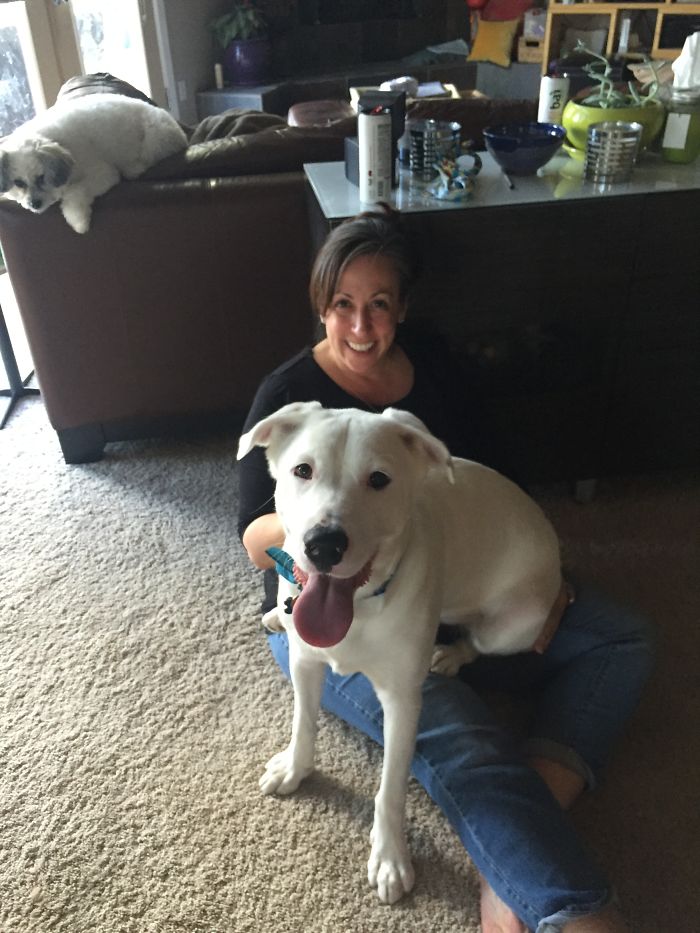 178 Dogs Who Don’t Understand How BIG They Are And Think They’re Lap Dogs (Add Yours) 178 Dogs Who Don’t Understand How BIG They Are And Think They’re Lap Dogs (Add Yours)