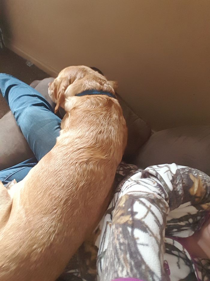 178 Dogs Who Don’t Understand How BIG They Are And Think They’re Lap Dogs (Add Yours) 178 Dogs Who Don’t Understand How BIG They Are And Think They’re Lap Dogs (Add Yours)