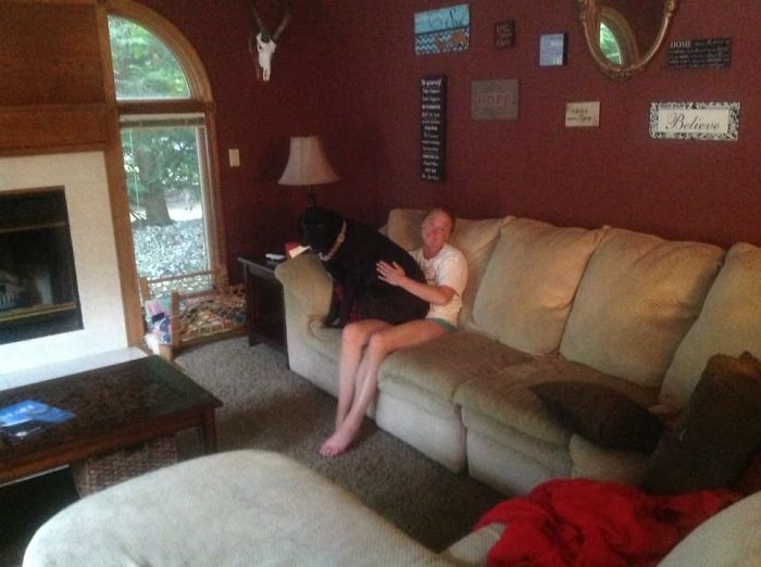 178 Dogs Who Don’t Understand How BIG They Are And Think They’re Lap Dogs (Add Yours) 178 Dogs Who Don’t Understand How BIG They Are And Think They’re Lap Dogs (Add Yours)