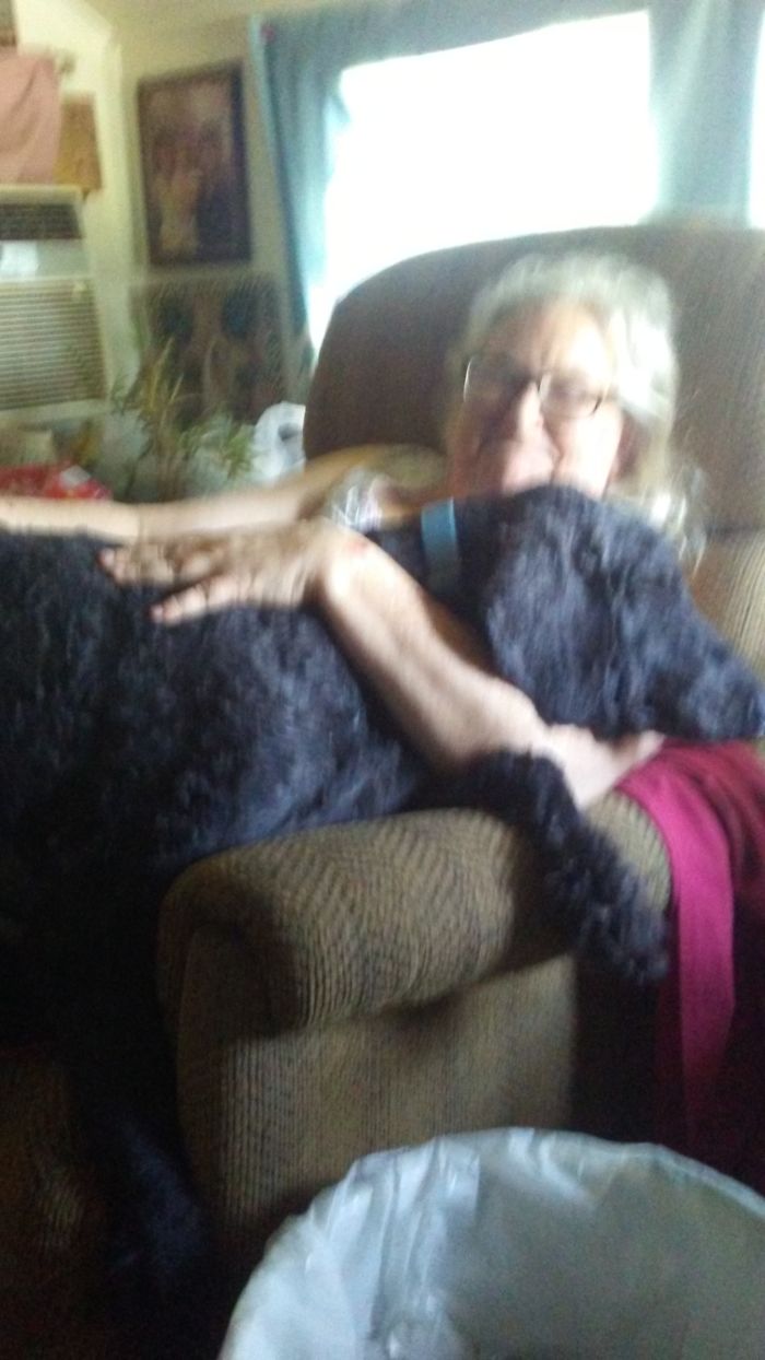 178 Dogs Who Don’t Understand How BIG They Are And Think They’re Lap Dogs (Add Yours) 178 Dogs Who Don’t Understand How BIG They Are And Think They’re Lap Dogs (Add Yours)