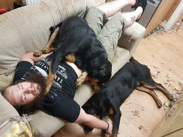 178 Dogs Who Don’t Understand How BIG They Are And Think They’re Lap Dogs (Add Yours) 178 Dogs Who Don’t Understand How BIG They Are And Think They’re Lap Dogs (Add Yours)