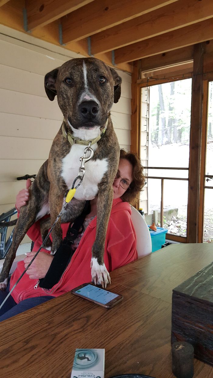 178 Dogs Who Don’t Understand How BIG They Are And Think They’re Lap Dogs (Add Yours) 178 Dogs Who Don’t Understand How BIG They Are And Think They’re Lap Dogs (Add Yours)