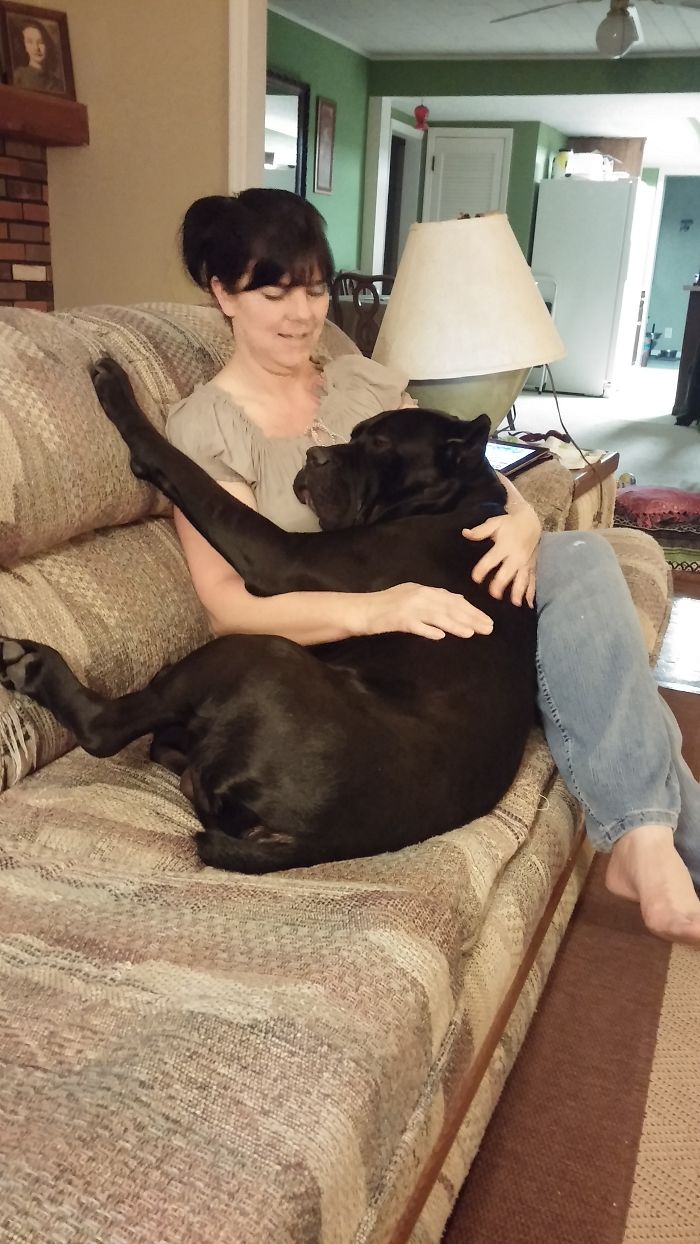178 Dogs Who Don’t Understand How BIG They Are And Think They’re Lap Dogs (Add Yours) 178 Dogs Who Don’t Understand How BIG They Are And Think They’re Lap Dogs (Add Yours)