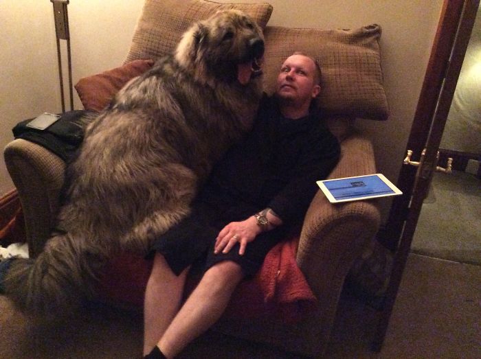 178 Dogs Who Don’t Understand How BIG They Are And Think They’re Lap Dogs (Add Yours) 178 Dogs Who Don’t Understand How BIG They Are And Think They’re Lap Dogs (Add Yours)