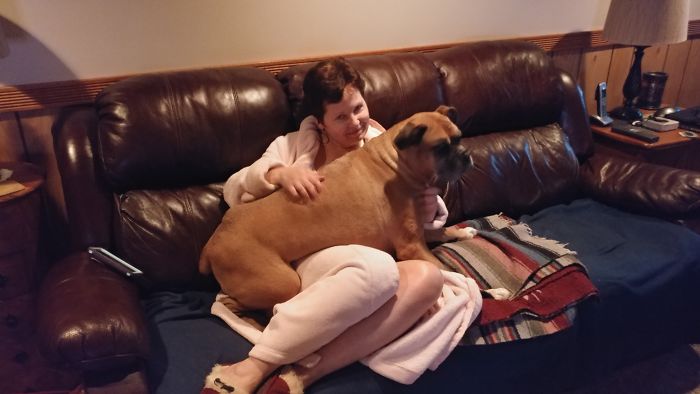 178 Dogs Who Don’t Understand How BIG They Are And Think They’re Lap Dogs (Add Yours) 178 Dogs Who Don’t Understand How BIG They Are And Think They’re Lap Dogs (Add Yours)