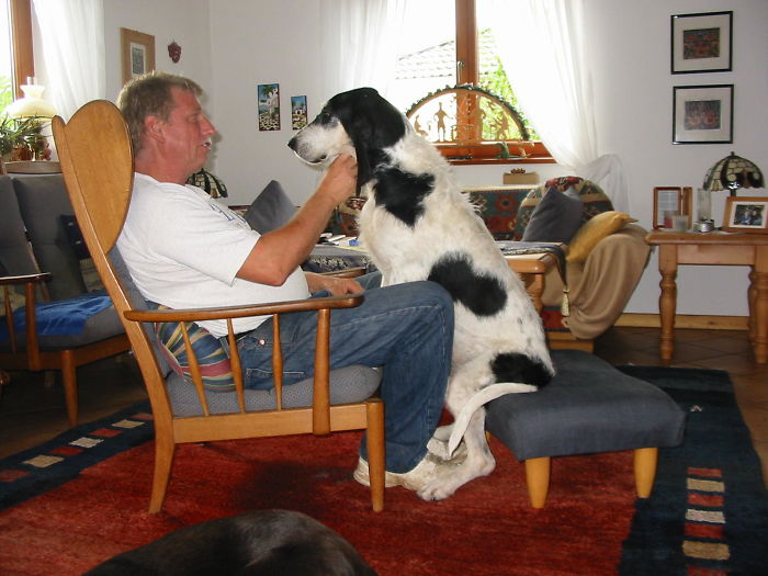 178 Dogs Who Don’t Understand How BIG They Are And Think They’re Lap Dogs (Add Yours) 178 Dogs Who Don’t Understand How BIG They Are And Think They’re Lap Dogs (Add Yours)