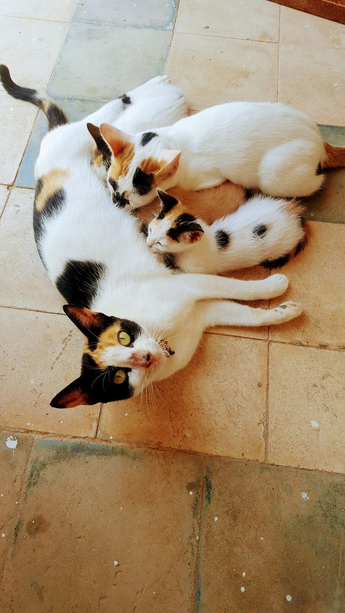 178 Dogs Who Don’t Understand How BIG They Are And Think They’re Lap Dogs (Add Yours) 178 Dogs Who Don’t Understand How BIG They Are And Think They’re Lap Dogs (Add Yours)