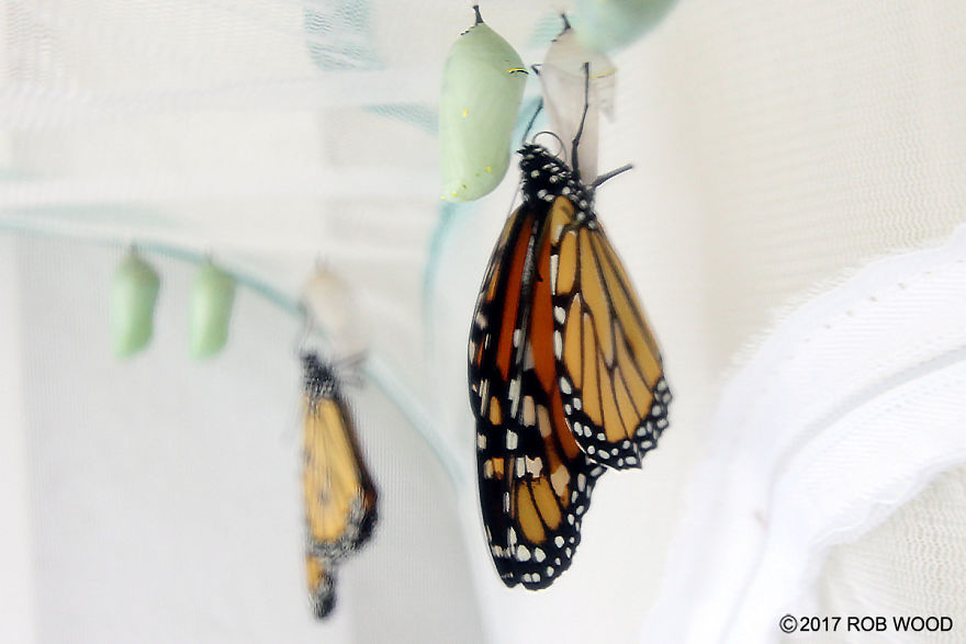 Can You Imagine A World Without Butterflies?