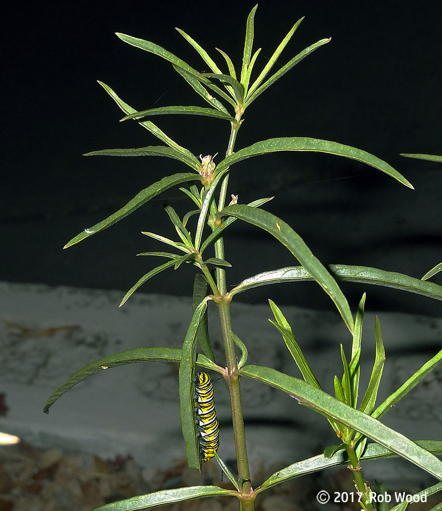 Can You Imagine A World Without Butterflies?