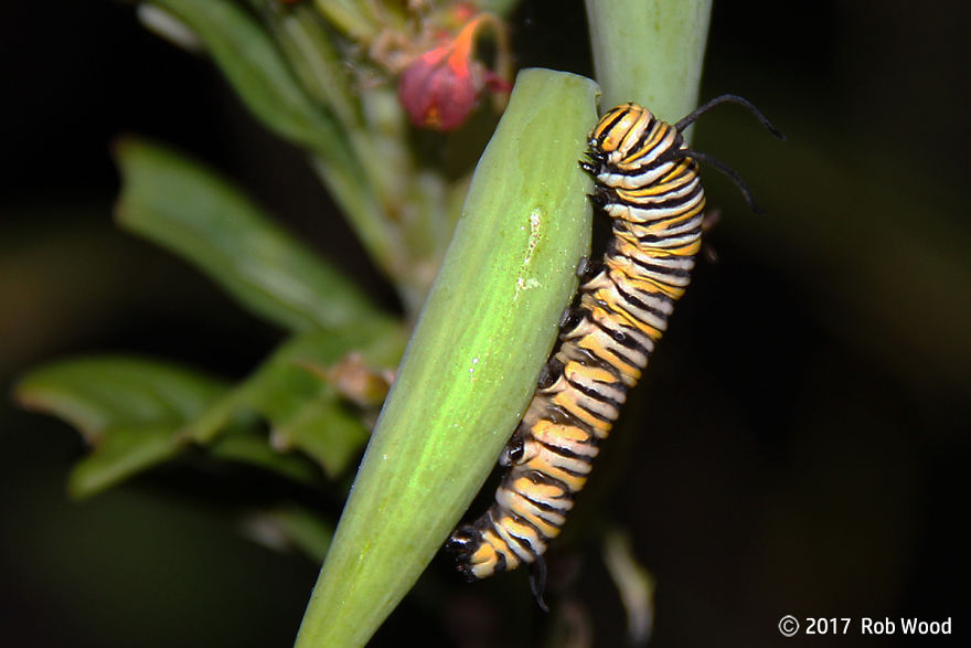 Can You Imagine A World Without Butterflies?