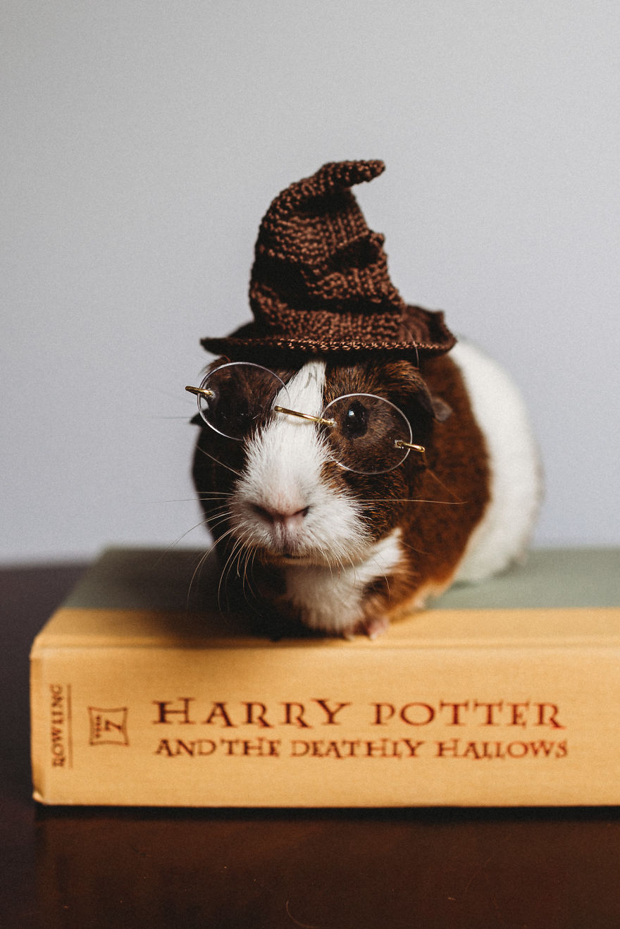 There’s A Witch In The Family: I Made A Harry Potter-Themed Photo Shoot With My Guinea Pig There’s A Witch In The Family: I Made A Harry Potter-Themed Photo Shoot With My Guinea Pig