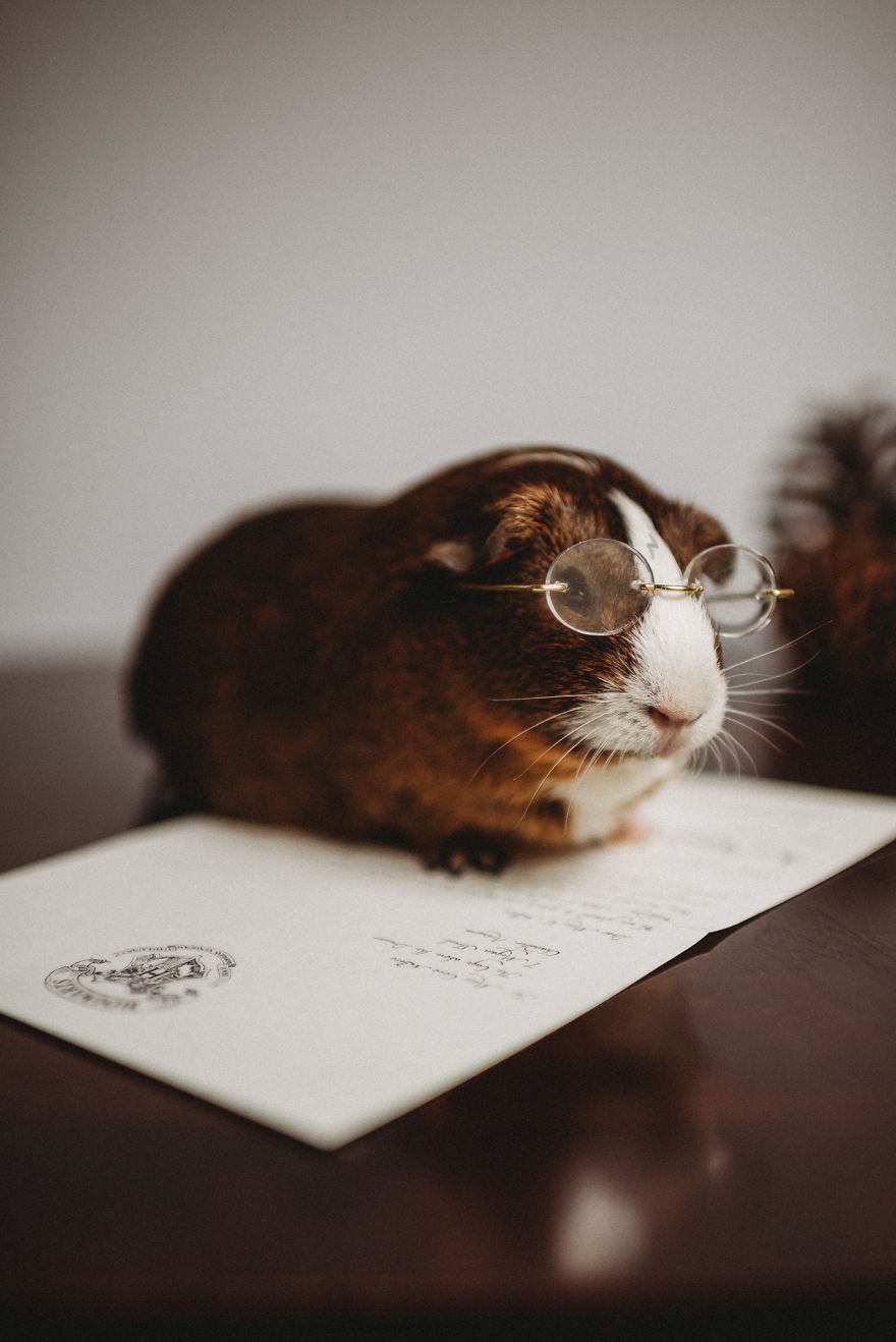 There’s A Witch In The Family: I Made A Harry Potter-Themed Photo Shoot With My Guinea Pig There’s A Witch In The Family: I Made A Harry Potter-Themed Photo Shoot With My Guinea Pig