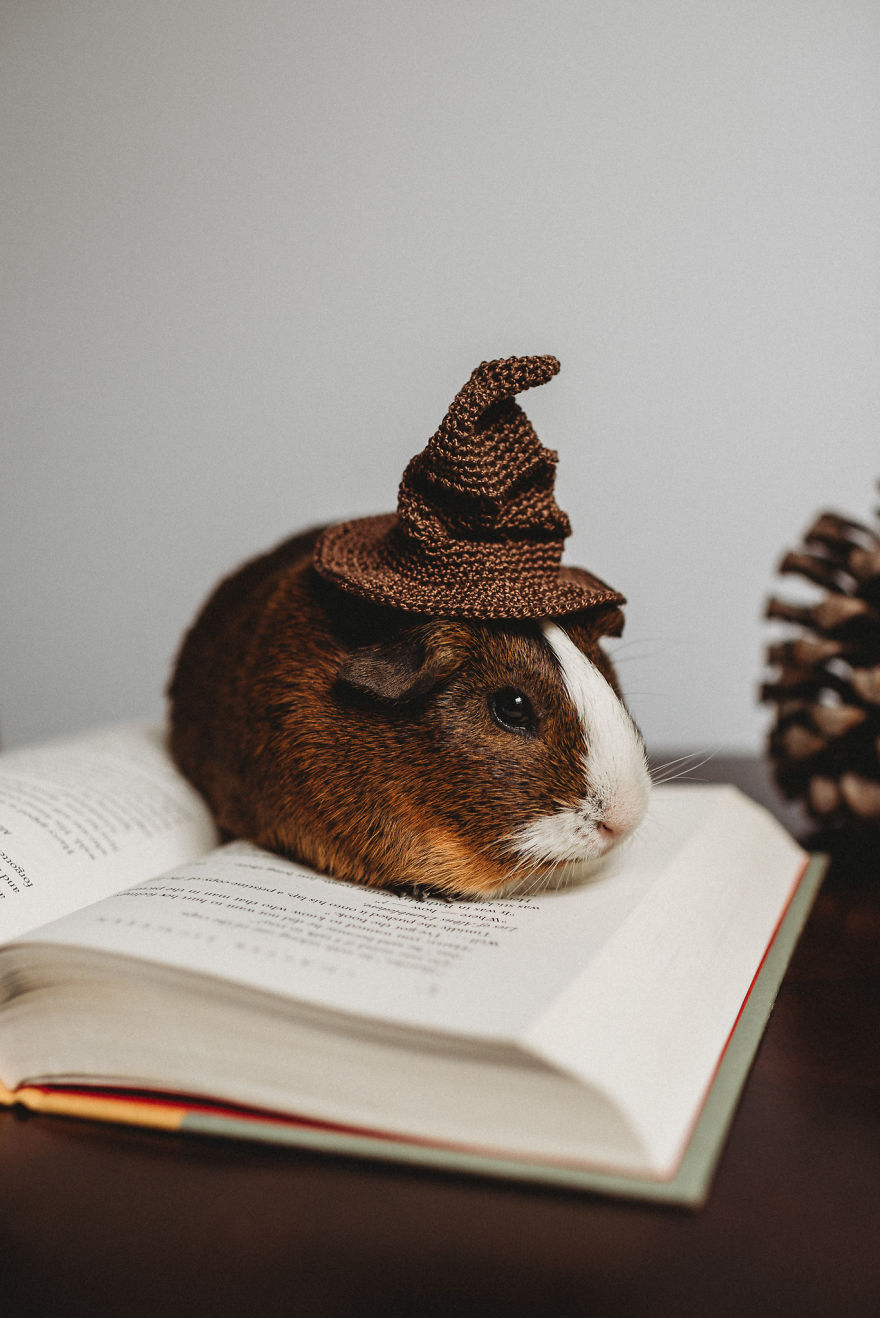 There’s A Witch In The Family: I Made A Harry Potter-Themed Photo Shoot With My Guinea Pig There’s A Witch In The Family: I Made A Harry Potter-Themed Photo Shoot With My Guinea Pig