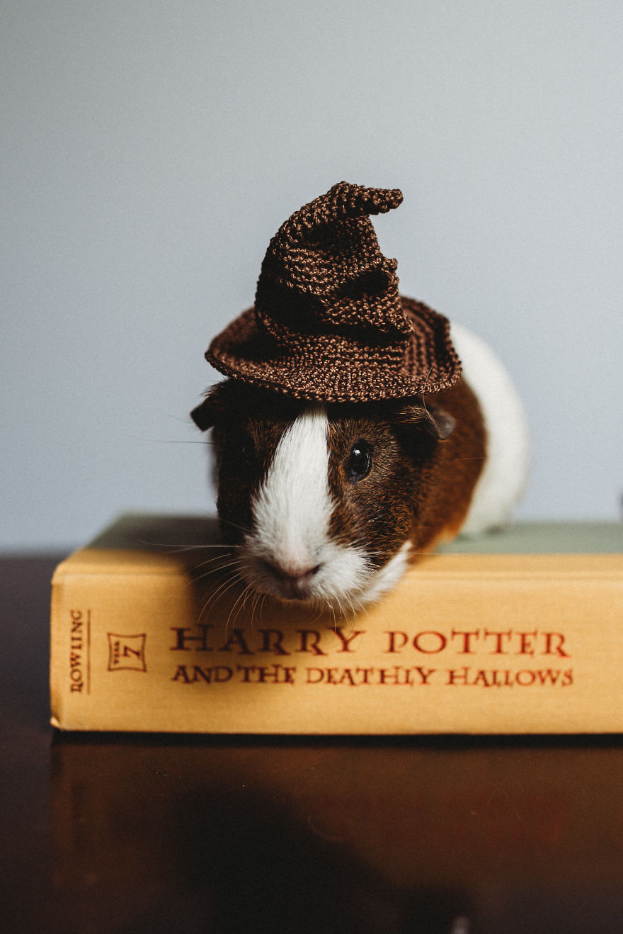 There’s A Witch In The Family: I Made A Harry Potter-Themed Photo Shoot With My Guinea Pig There’s A Witch In The Family: I Made A Harry Potter-Themed Photo Shoot With My Guinea Pig