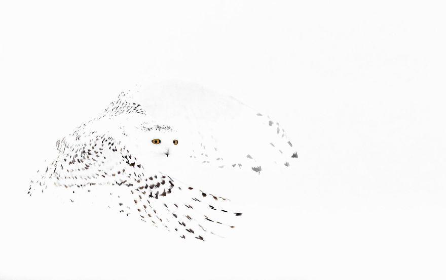 55 Best Bird Photos Of 2017 Have Been Announced, And They&#8217;re Truly Amazing