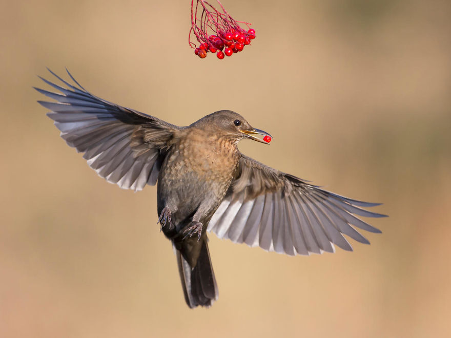 55 Best Bird Photos Of 2017 Have Been Announced, And They&#8217;re Truly Amazing