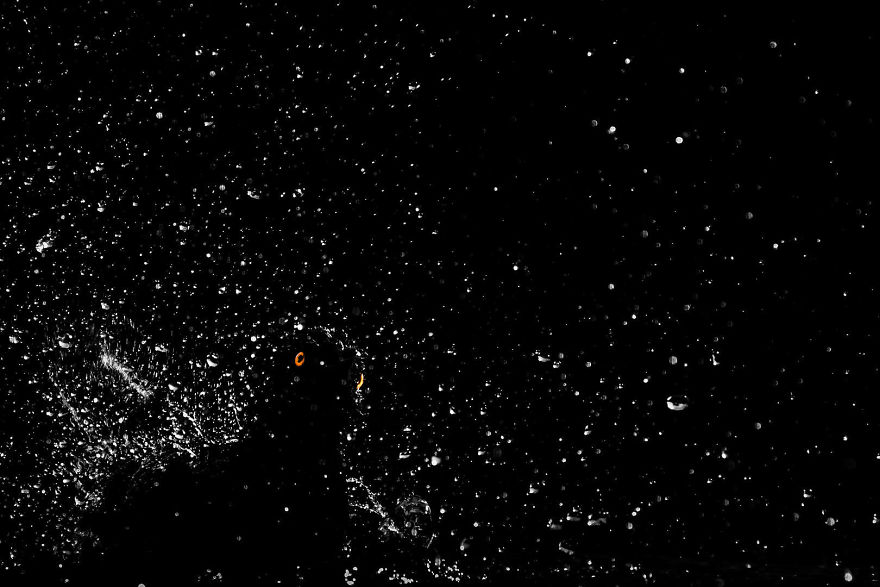 55 Best Bird Photos Of 2017 Have Been Announced, And They&#8217;re Truly Amazing