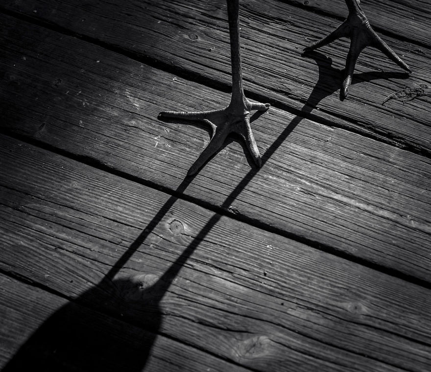 55 Best Bird Photos Of 2017 Have Been Announced, And They&#8217;re Truly Amazing