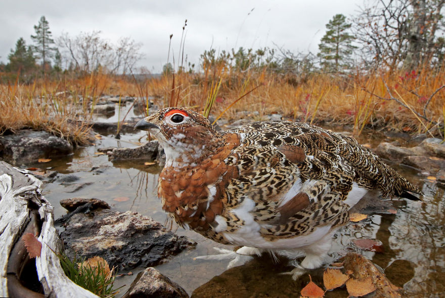 55 Best Bird Photos Of 2017 Have Been Announced, And They&#8217;re Truly Amazing