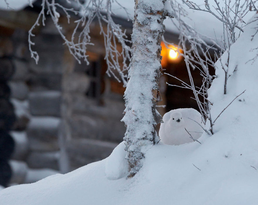 55 Best Bird Photos Of 2017 Have Been Announced, And They&#8217;re Truly Amazing